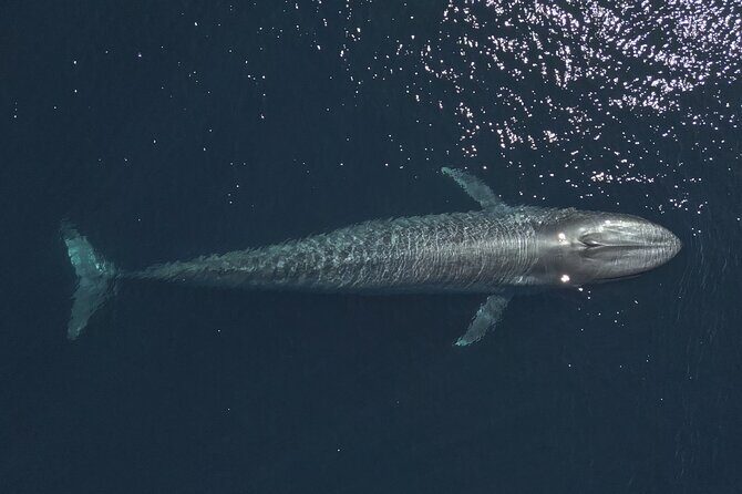 Mobulas and Cetaceans Day Trip - The Value of This Experience