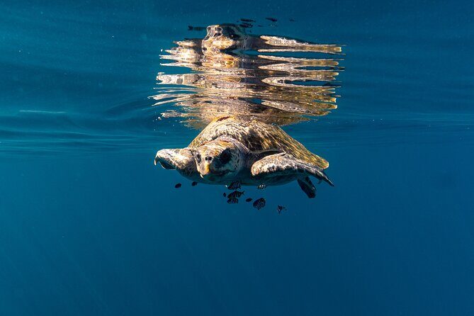 Mobulas and Cetaceans Day Trip - Practical Tips for Booking and Making the Most of Your Trip