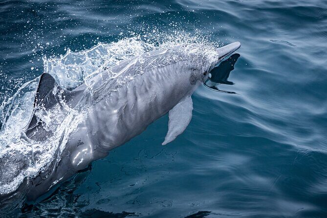 Mobulas and Cetaceans Day Trip - FAQ