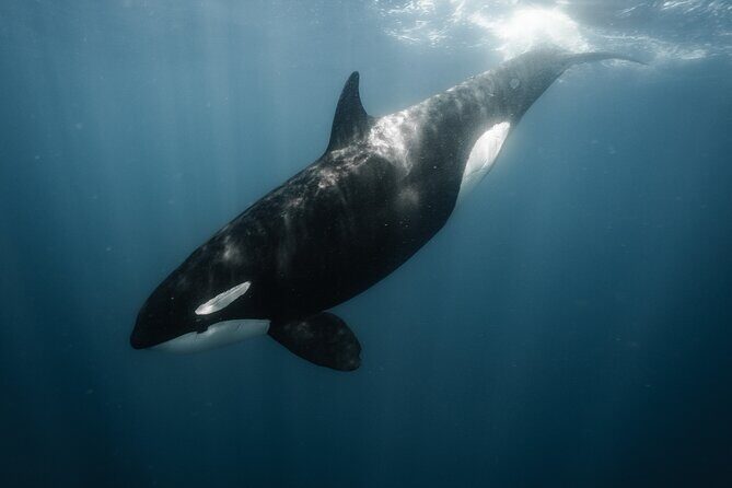 Mobulas and Cetaceans Day Trip - Wrapping It Up