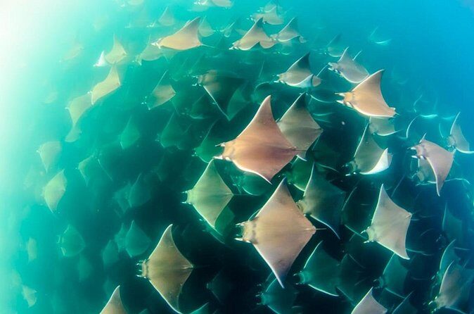 Mobulas Safari and Wildlife in La Ventana with a Marine Biologist - The Sum Up