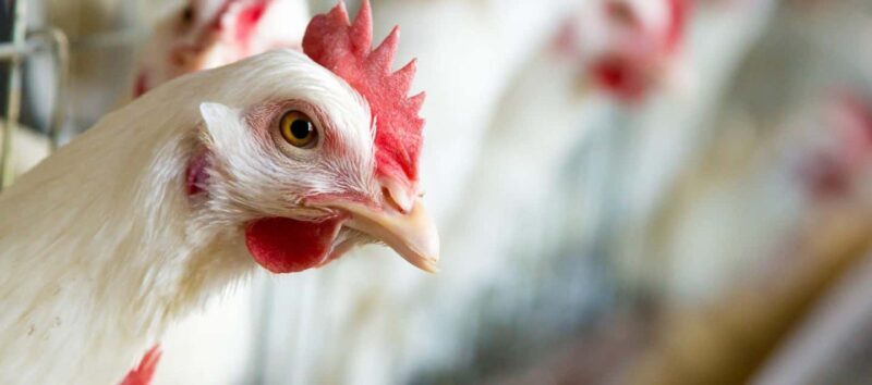 Moca: Farm Tour with Animal Feeding and Egg Collecting - What to Expect from This Farm Tour