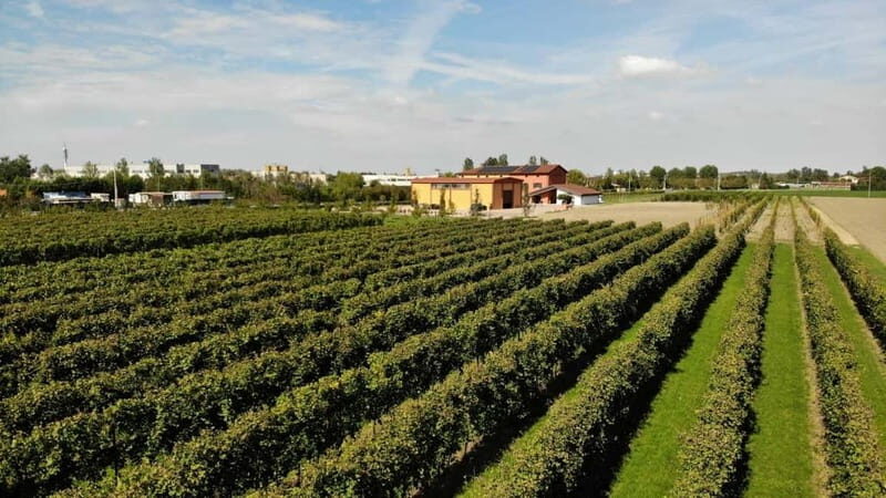 Modena: guided tour and tasting of superb Balsamic Vinegar - Authentic Insights from Reviews