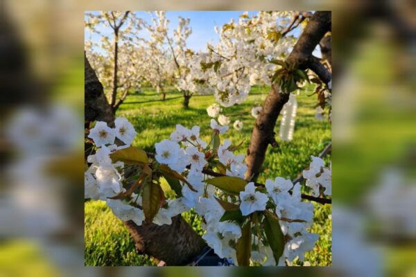 Modena: Visit & Gourmet Tasting of Balsamic Vinegar DOP - Booking Information