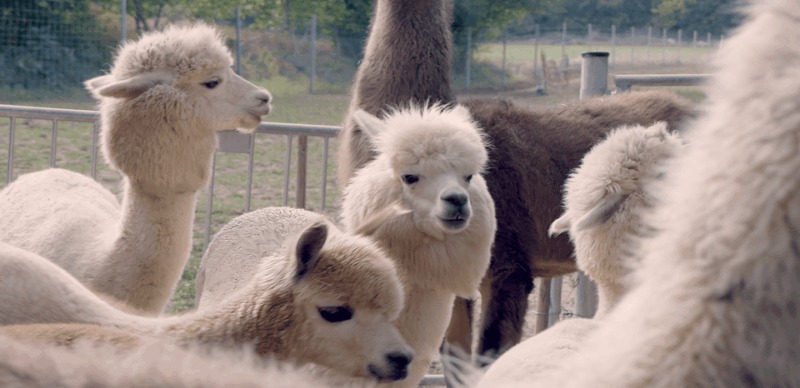 Mödling/Vienna: Scenic Guided Hike with Alpacas and Llamas - What Is the Mödling/Vienna Guided Hike with Alpacas and Llamas?