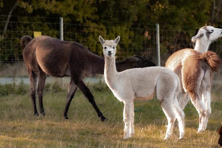 Mödling/Vienna: Scenic Guided Hike with Alpacas and Llamas - Practical Details and Considerations