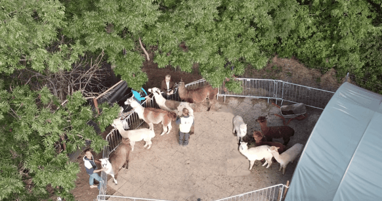 Mödling/Vienna: Scenic Guided Hike with Alpacas and Llamas - FAQ