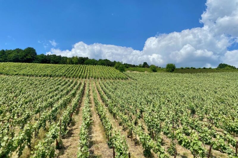 Moet et Chandon Pommery Pressoria Champagne Private trip - Final Thoughts