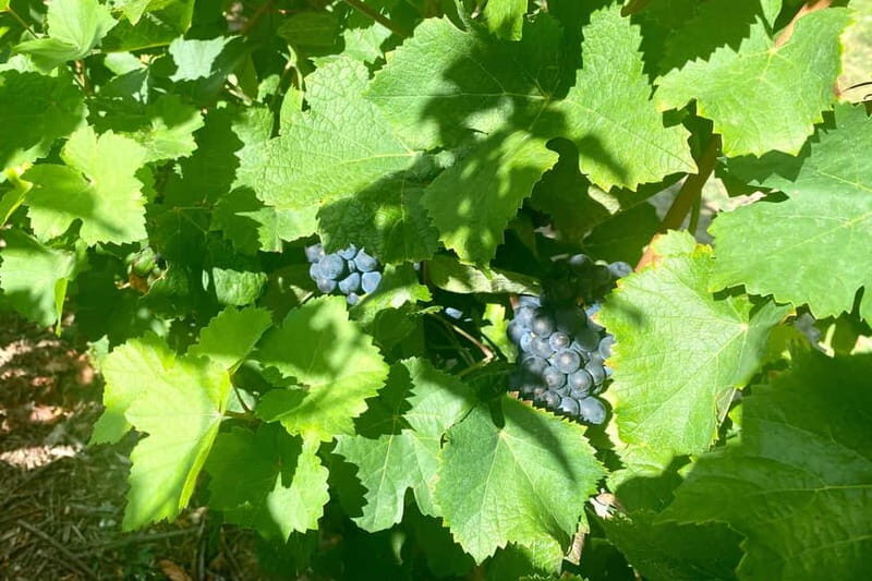 Moet et Chandon Veuve Clicquot Pommery Private Champagne - Reims Cathedral & Heritage