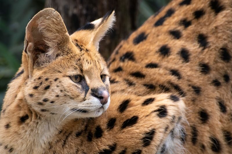 Mogo Wildlife Park Ticket - Mogo’s big cats, gorillas and giraffes