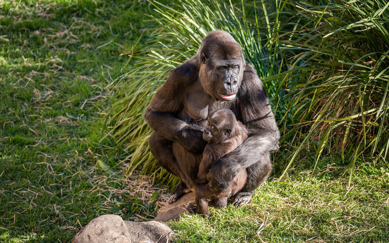 Mogo Wildlife Park Ticket - Start early, then follow the keeper talks
