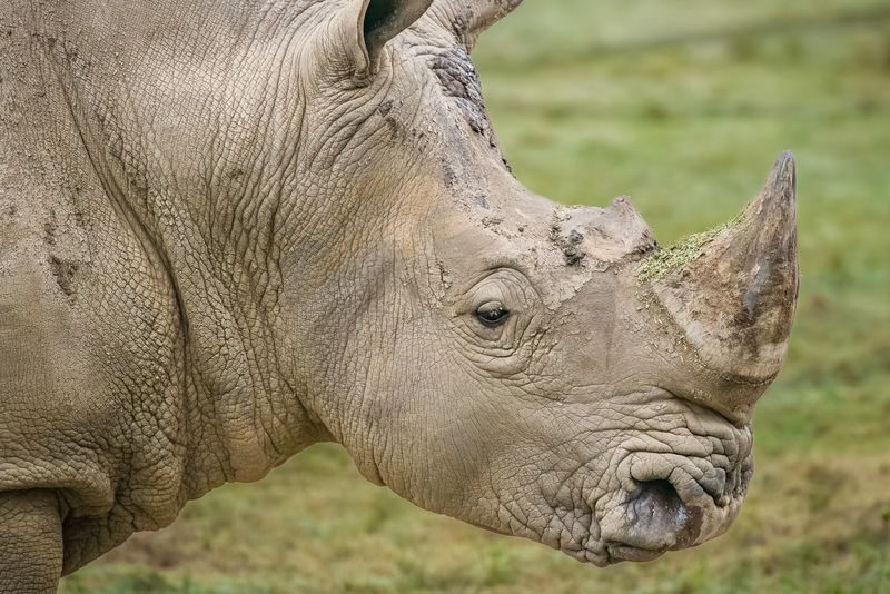 Mogo Wildlife Park Ticket - Feeding and encounters cost extra