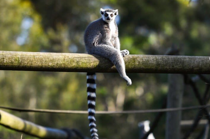 Mogo Wildlife Park Ticket - Is the ticket good value?