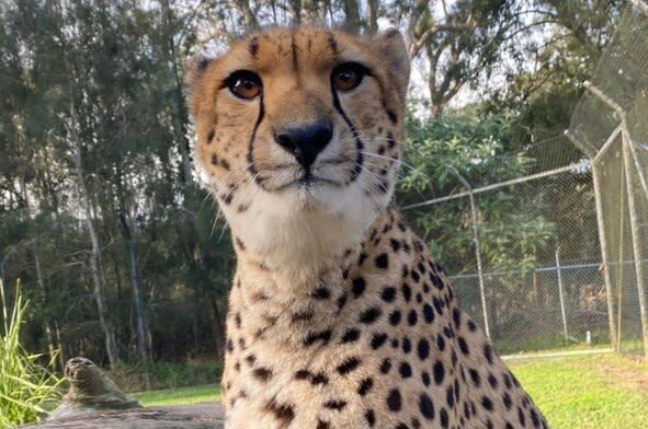 Mogo Wildlife Park Ticket - A manageable outing for families