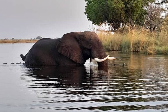 Mokoro Full Day Trip In The Okavango Delta - Good To Know