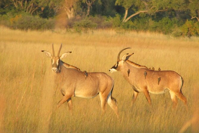 Mokoro Full Day Trip In The Okavango Delta - Additional Information