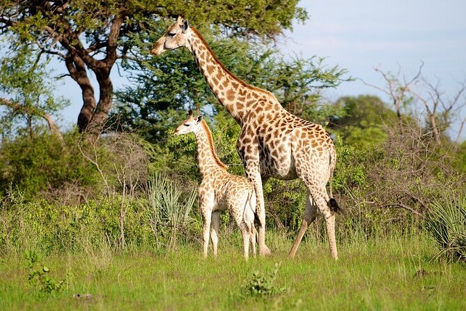 Mokoro Full Day Trip In The Okavango Delta - Cancellation Policy