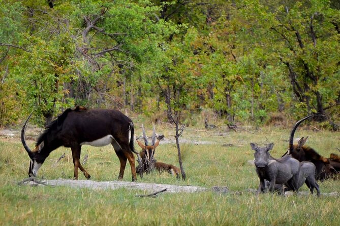 Mokoro Full Day Trip In The Okavango Delta - Pricing and Availability