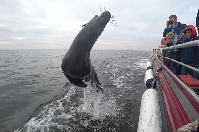 Mola Mola Marine Dolphin Cruise From the Walvis Bay Waterfront to Pelican Point - Tour Overview