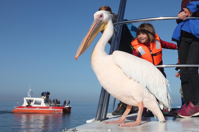Mola Mola Marine Dolphin Cruise From the Walvis Bay Waterfront to Pelican Point - Inclusions and Highlights