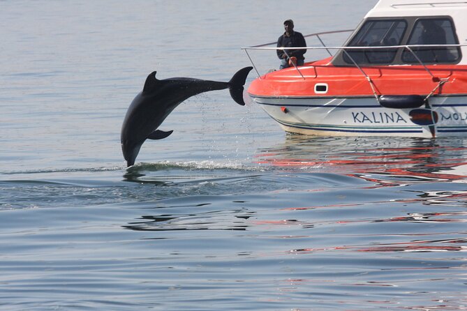 Mola Mola Marine Dolphin Cruise From the Walvis Bay Waterfront to Pelican Point - Pricing and Reviews