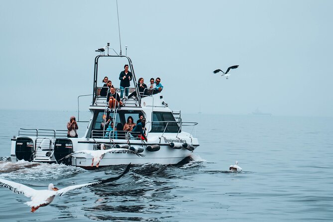 Mola Mola Marine Dolphin Cruise From the Walvis Bay Waterfront to Pelican Point - Booking Details