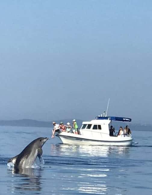 Molat Island Dolphin Watching Boat Tour 6hours TOUR - Practical Tips for Booking & Enjoying the Tour