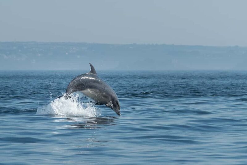 Molène Archipelago: Sea trips departing from Crozon. Seals, dolphins, - The Itinerary: A Perfect Balance of Nature and Heritage