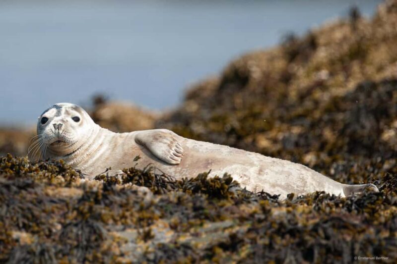 Molène Archipelago: Sea trips departing from Crozon. Seals, dolphins, - Scenic Highlights: Lighthouses, Cliffs, and Historic Fortifications