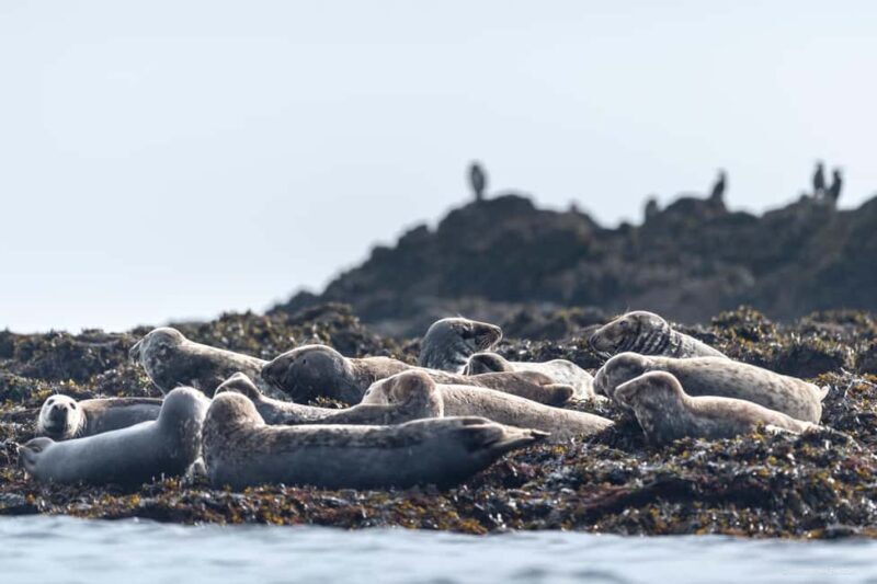 Molène Archipelago: Sea trips departing from Crozon. Seals, dolphins, - Practical Details: Comfort, Timing, and What to Bring