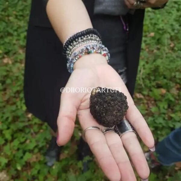 MOLISE TRUFFLE HUNTING WITH FOOD TASTING - Frequently Asked Questions