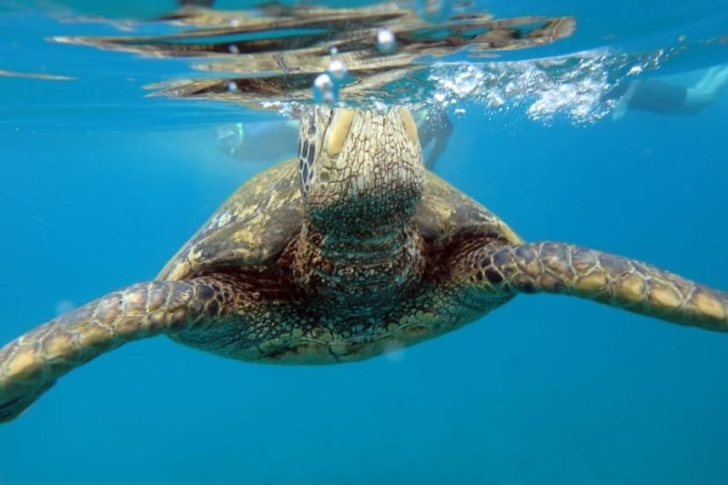 Molokini Crater and Turtle Arches Snorkel Tour in Maui - Beginner-friendly gear, with a few limits