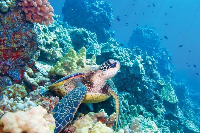 Molokini & Turtle Adventure: Small Group from Ma'alaea Harbor - The Real Value of This Tour