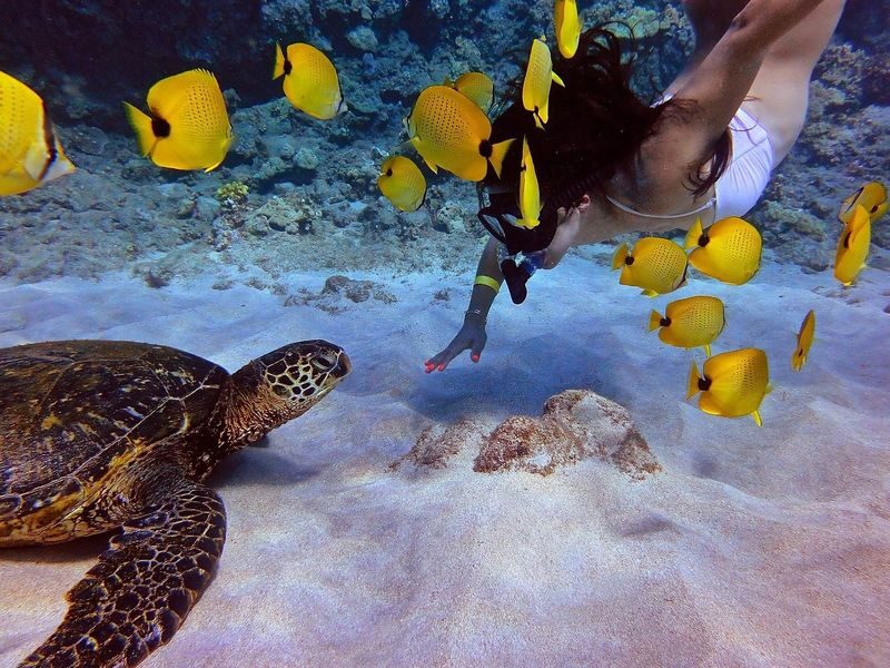 Molokini & Turtle Town Snorkel Adventure Aboard Calypso Catamaran - The Calypso: more than a ride between stops