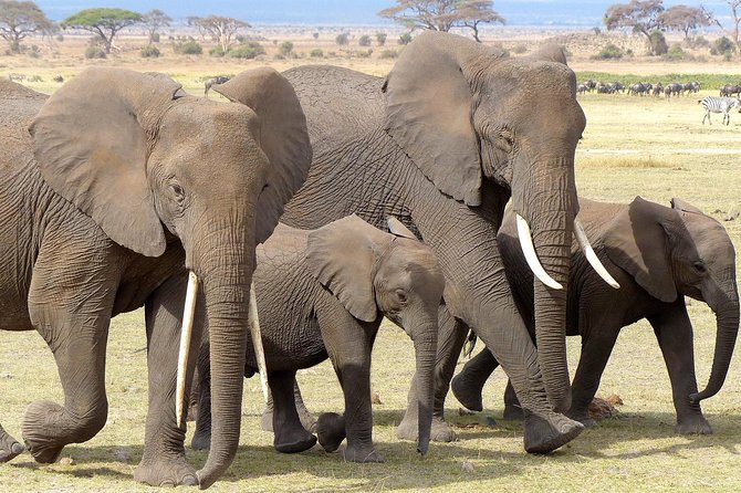 Mombasa 2 Days Safari- Tsavo & Amboseli - Good To Know