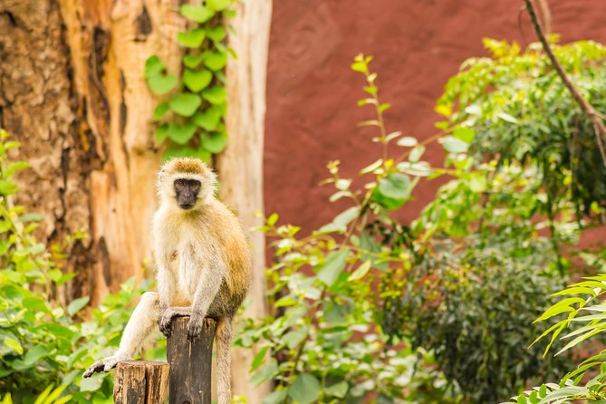 Mombasa 2 Days Safari- Tsavo & Amboseli - Game Drives and Sightings