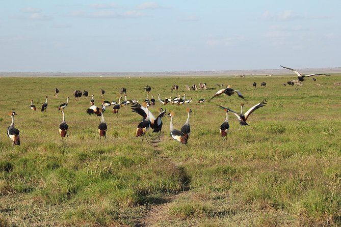 Mombasa 2 Days Safari- Tsavo & Amboseli - Important Reminders and Tips