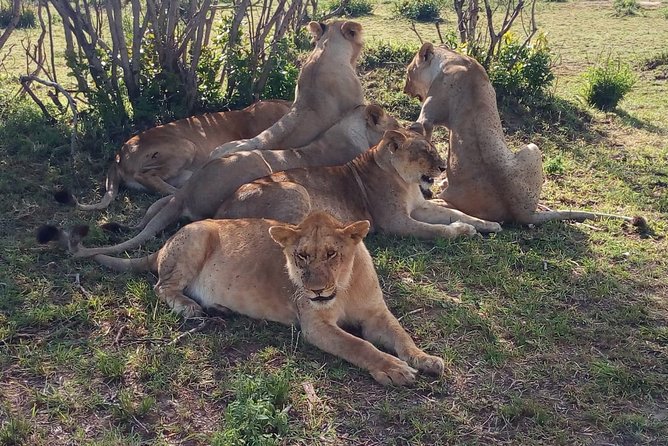 Mombasa Full Day Safari to Tsavo Park - Pickup Information