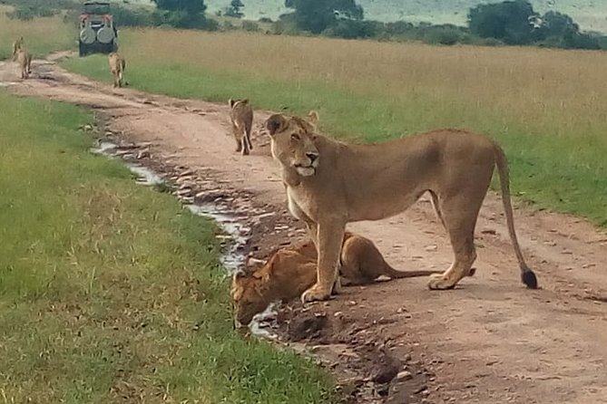 Mombasa Full Day Safari to Tsavo Park - Booking Options