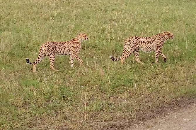 Mombasa Full Day Safari to Tsavo Park - Additional Information