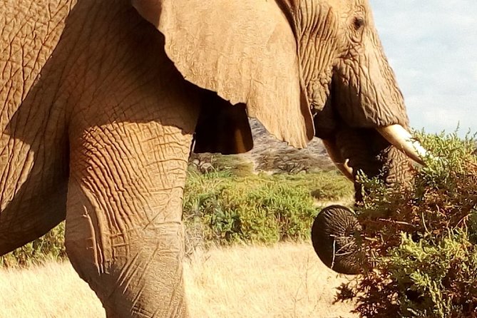 Mombasa Full Day Safari to Tsavo Park - Operator Information