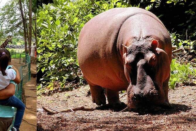 Mombasa Getaway With Haller Park Tours - The Sum Up