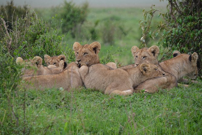Mombasa Tsavo National Park Tour - 1 Day Excursion - Meeting and Pickup Information