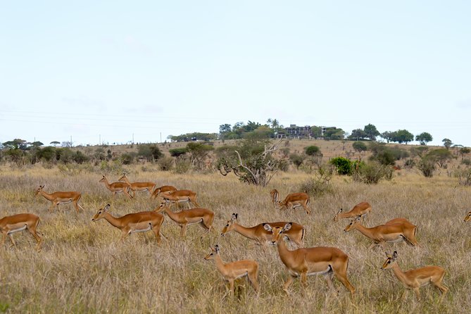 Mombasa Tsavo National Park Tour - 1 Day Excursion - Tour Details and Logistics