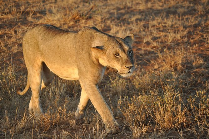 Mombasa Tsavo National Park Tour - 1 Day Excursion - Reviews and Ratings
