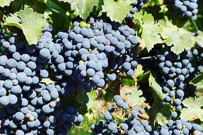 Moment Premium Tasting Tour - Tour Highlights