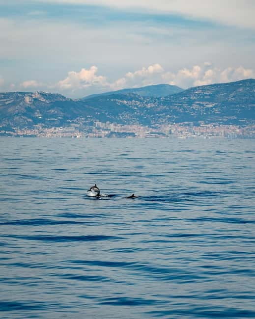 Monaco : Cetacean Watching Boat Cruise - An In-Depth Look at the Cruise Experience