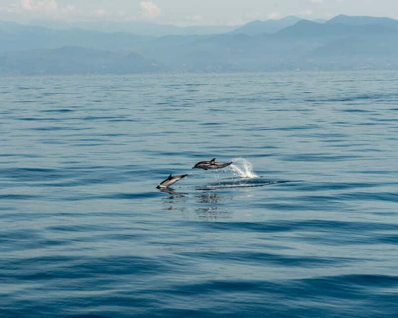Monaco : Cetacean Watching Boat Cruise - The Sum Up