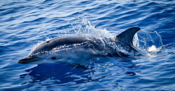Monaco: Cetacean Watching - Good To Know