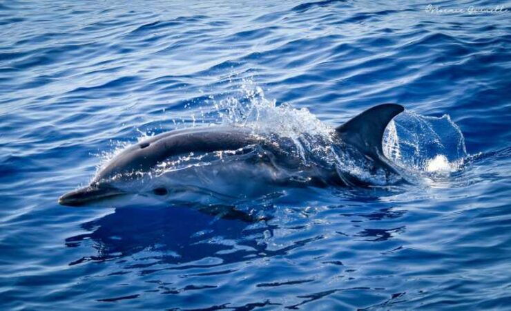 Monaco: Cetacean Watching - Experience Highlights